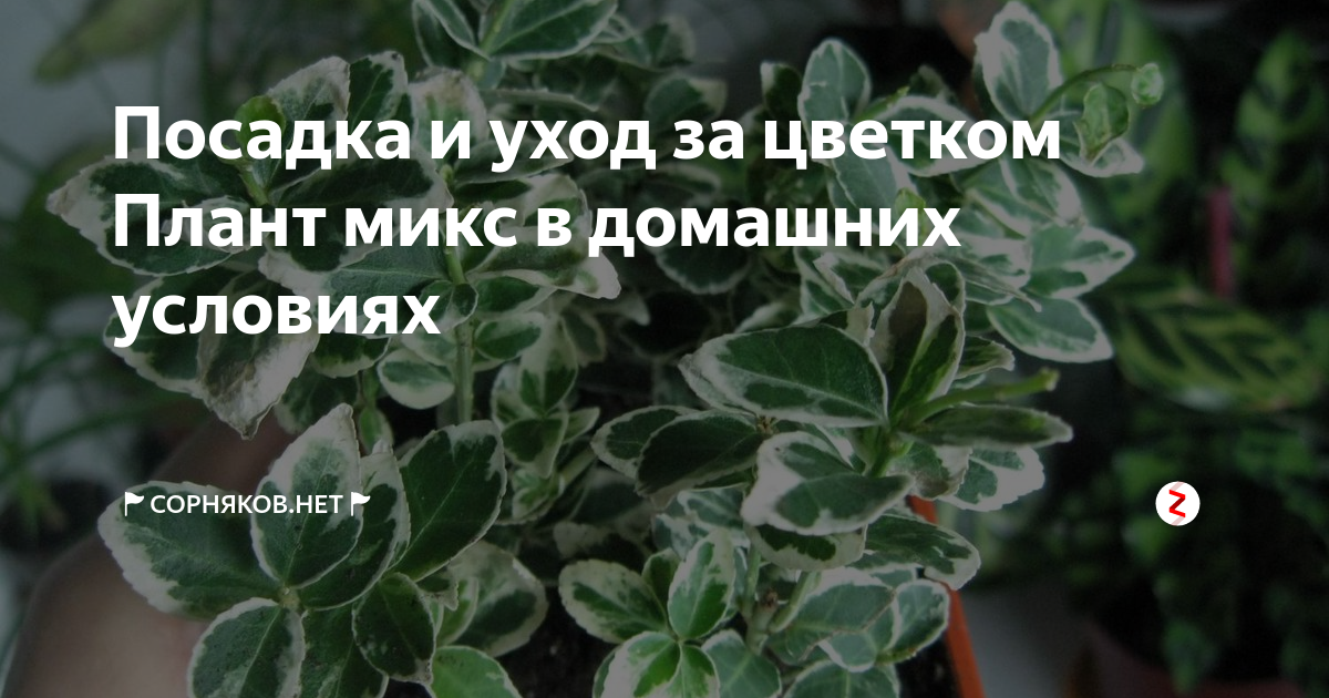 Посадка и уход за цветком Плант микс в домашних условиях