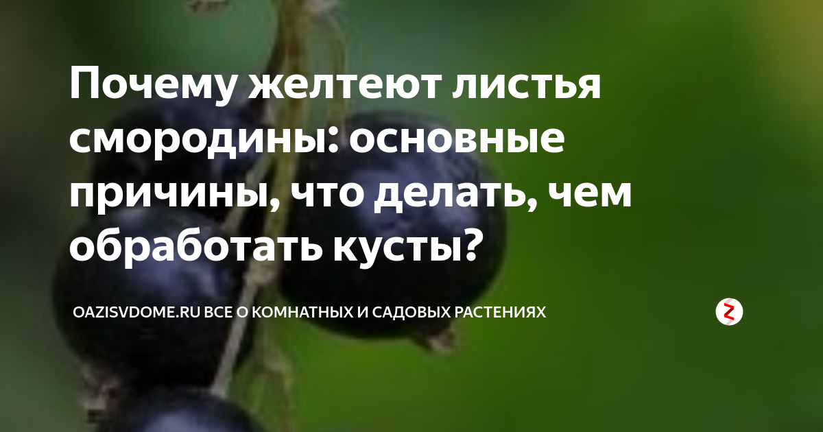 Недостаток питательных элементов у кустарников