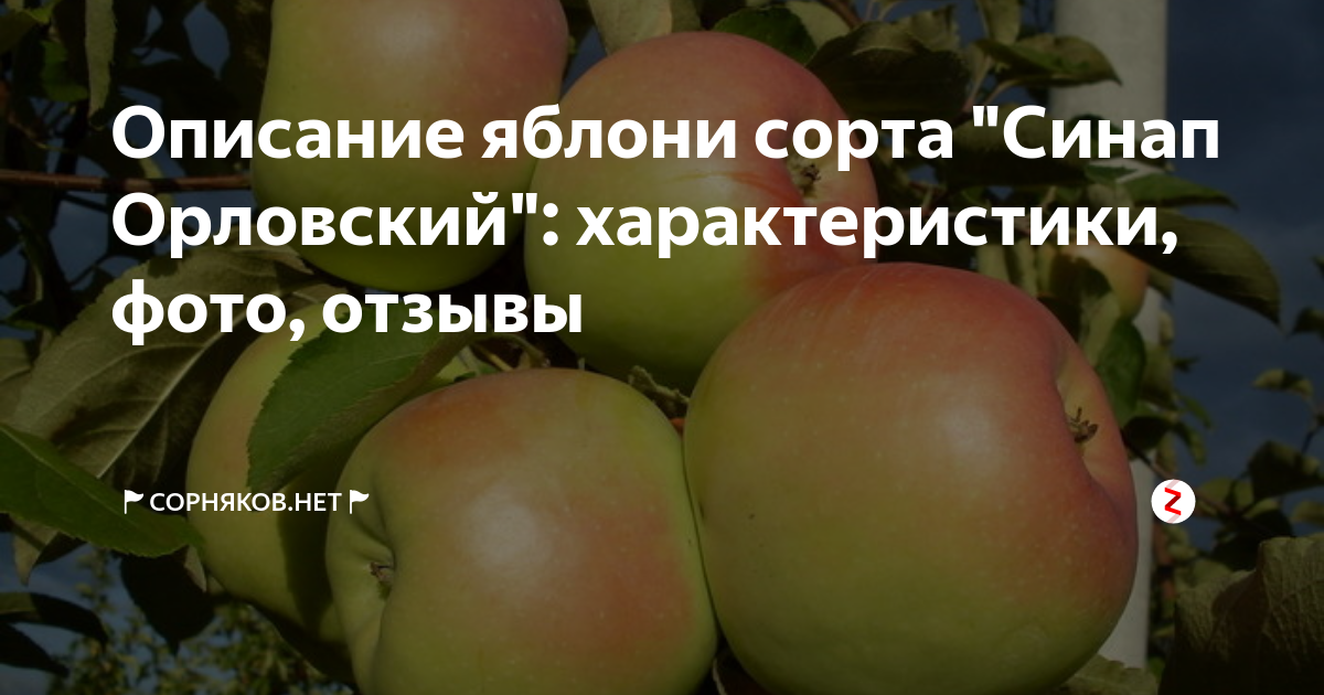 Синап орловский описание сорта. Сорт Северный синап. Яблоня Северный синап. Сорт яблони синап Орловский. Яблоня зимняя синап Северный.