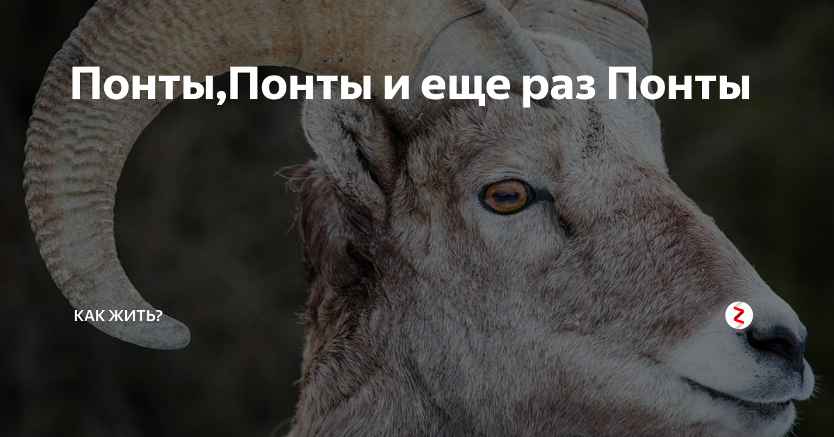 Нищебродские понты. Песня про понты. Дешевые понты. Цитаты про понты. Gif с понтами.
