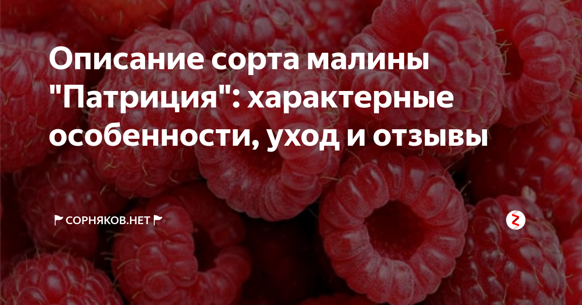 Выбор вида: главные черты Малины Патриции