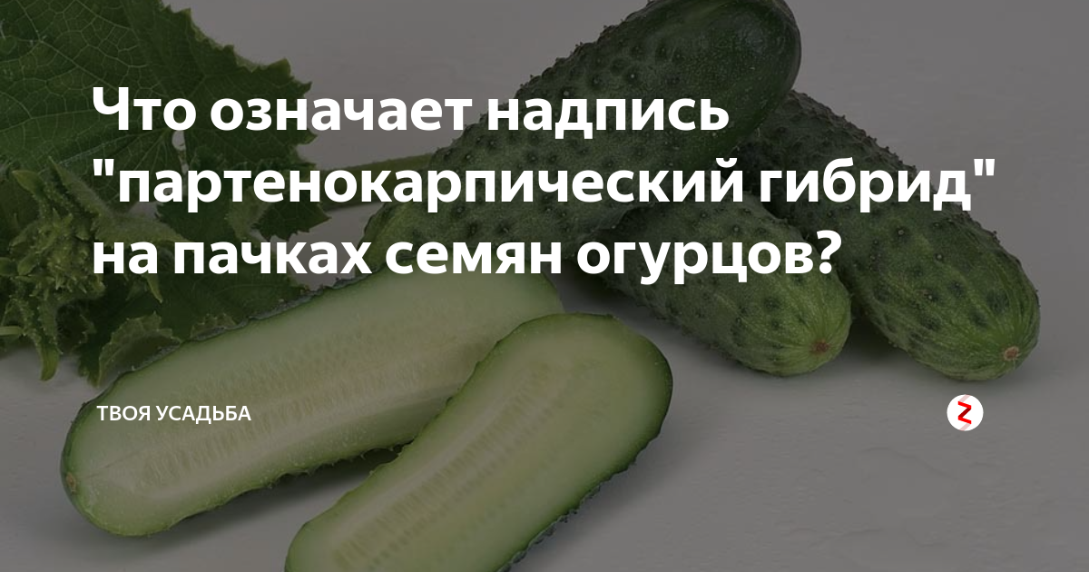 Что означает партенокарпический гибрид. Партенокарпический гибрид огурцов. Партенокарпические гибриды огурца. Что значит партенокарпический гибрид огурца. Огурец партенокарпический что это означает.