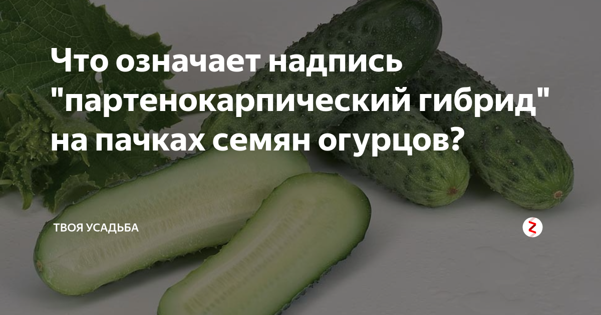 Гибриды огурцов что значит. Что такое партенокарпический гибрид огурцов. Что значит партенокарпический гибрид огурца. Огурец партенокарпический что это означает. Партенокарпические огурцы формирование.