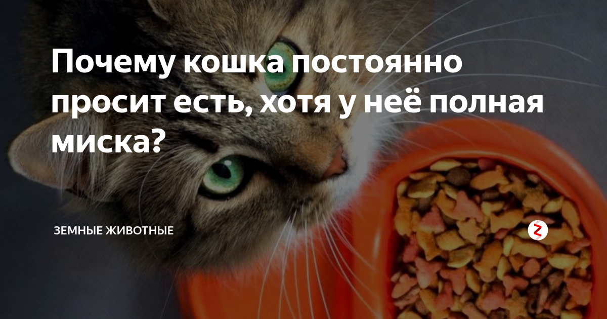 Кошка постоянно просит есть: почему и что делать? | WHISKAS®