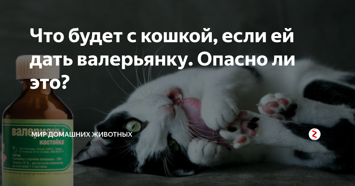 Вопрос к ветеринарам и любителям кошек! Помогите!!! - 17 ответов на форуме center-lada.ru ()