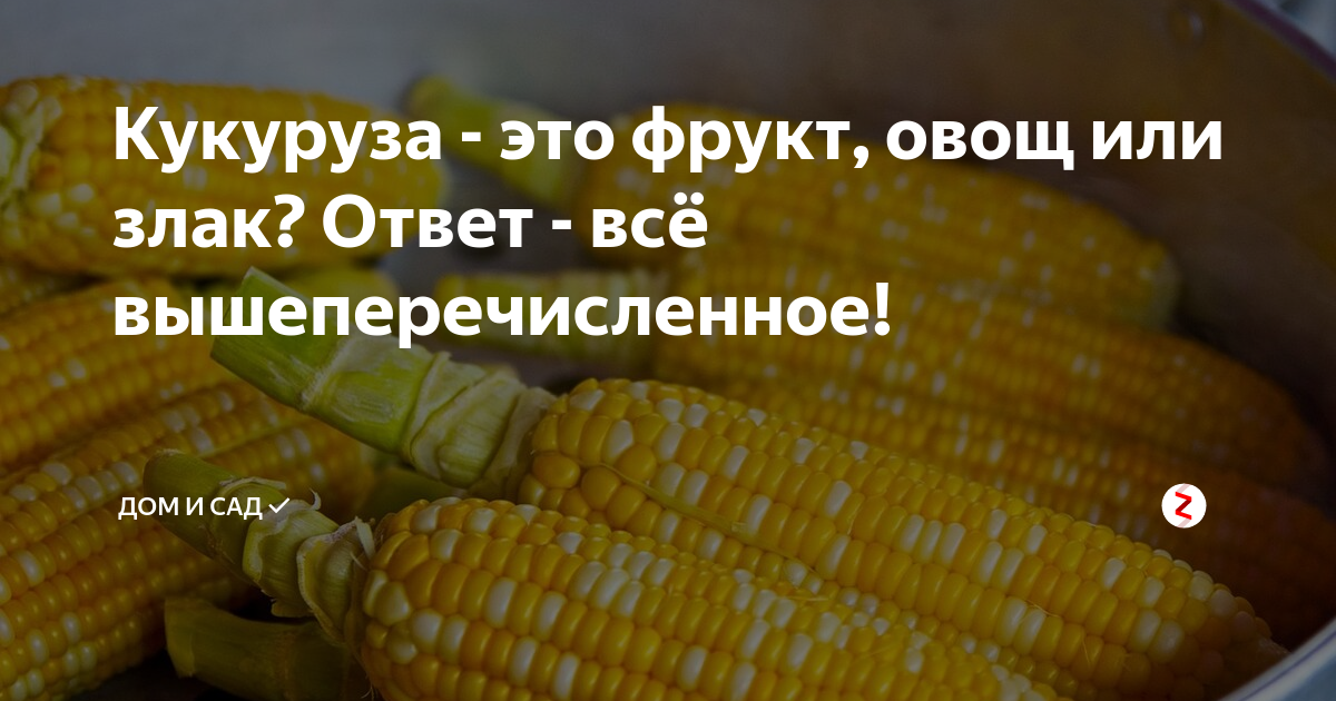 Кукуруза это овощ или фрукт. Кукуруза это овощ или злак. Кукуруза это фрукт. Какуруза эта фрукт или оващ.