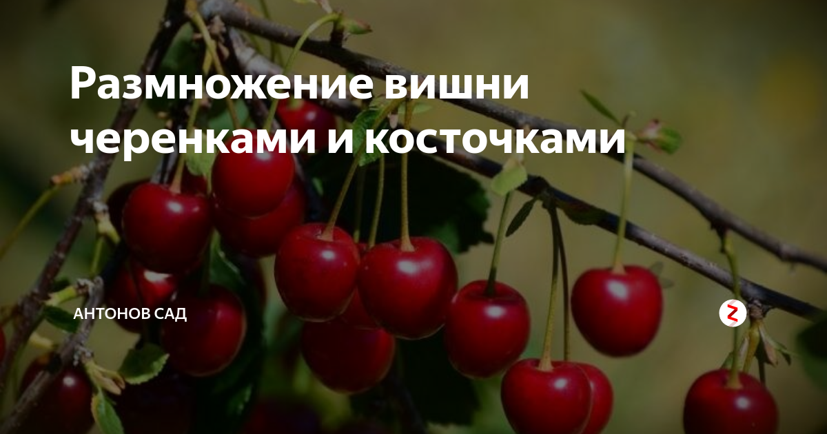 Размножение вишни. Черенок вишни. Черенкование вишни. Размножение вишни черенками. Размножение вишни косточками.