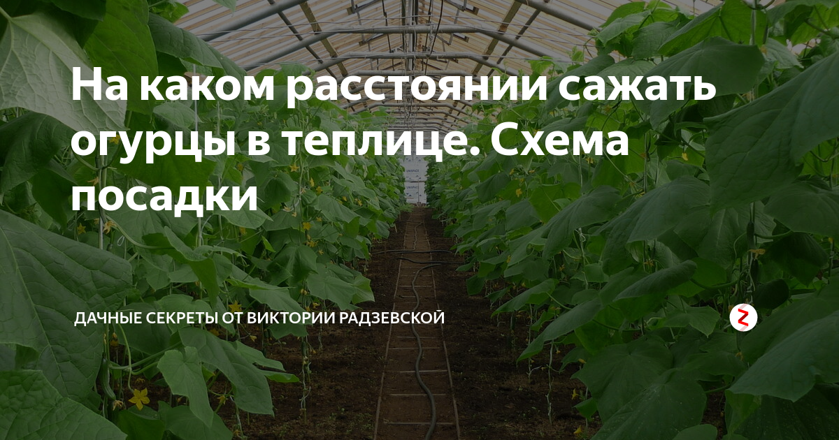 Через сколько см сажать огурцы. Схема посадки огурцов в парнике. На каком расстоянии сажать огурцы. Схема посадки огурца в теплице. Огурцы в теплице на каком расстоянии.