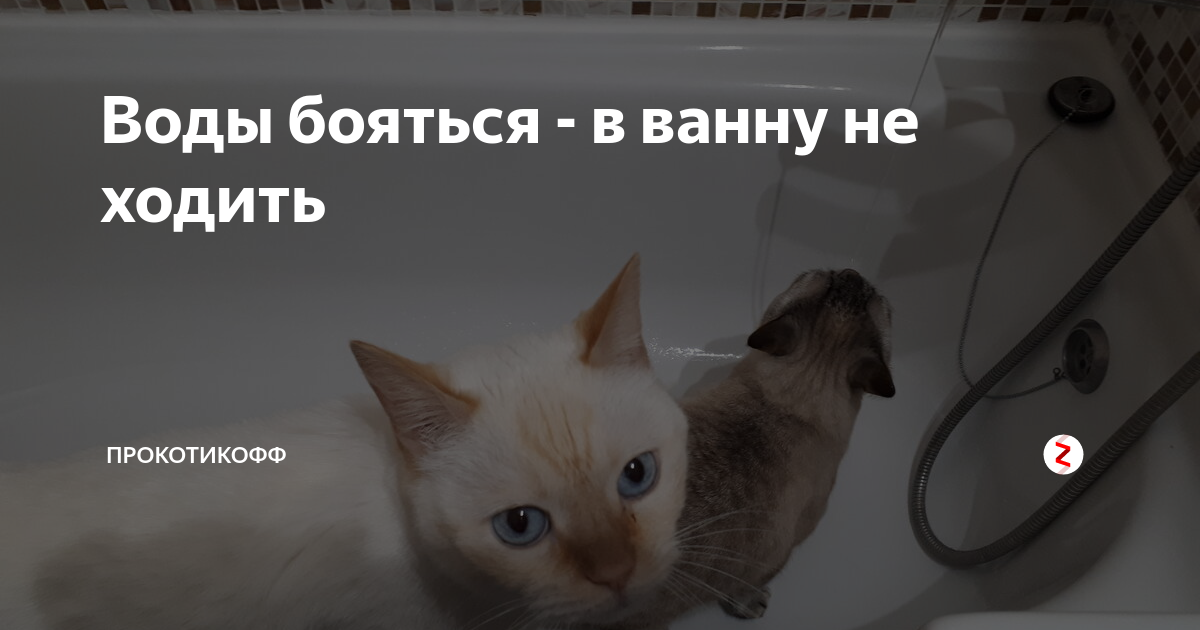 Как вытащить кота из под ванной