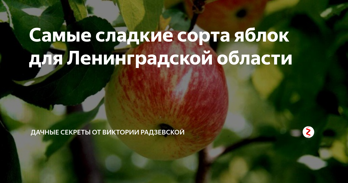 Сладкие сорта яблонь для ленинградской области с фото