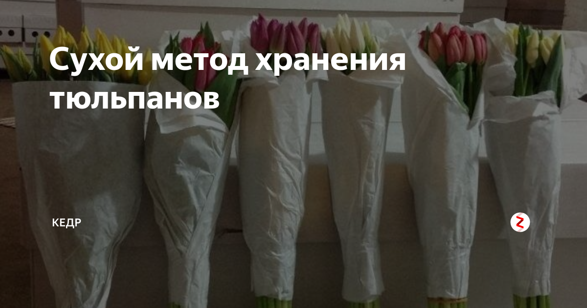 Сухой метод хранения тюльпанов. Тюльпаны сухое хранение. Хранение тюльпанов в гараже. Хранение тюльпанов после срезки на продажу температура.