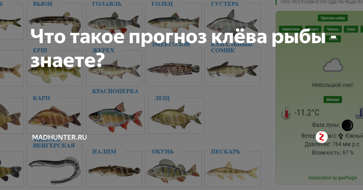 Прогноз рыбы. Клёв рыбы на Уртазыме. Прогноз рыбалки на сегодня в Москве. Прогноз клева Уртазым. Прогноз клёва рыбы в Уртазыме.