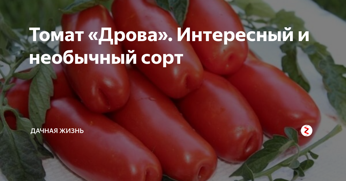 Томат сорт дрова отзывы