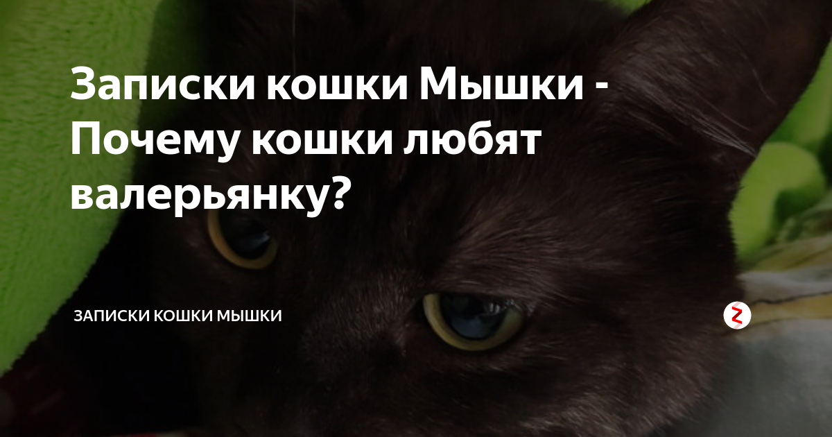 Можно ли кошке давать валерьянку в таблетках. Кот и валерьянка. кошки любят валерьянку. почему кошки любят валерьянку. почему коты любят валерьянку.