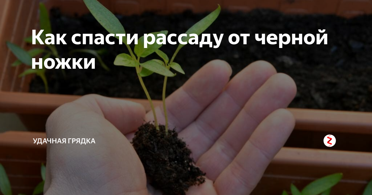 Как спасти рассаду от черной ножки. Чёрная ножка у рассады. Средство от черной ножки для рассады. Черная ножка у перцев.