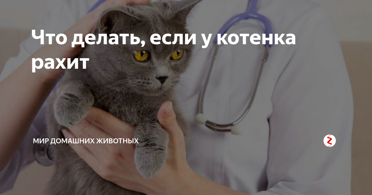 Что делать, если у котенка рахит