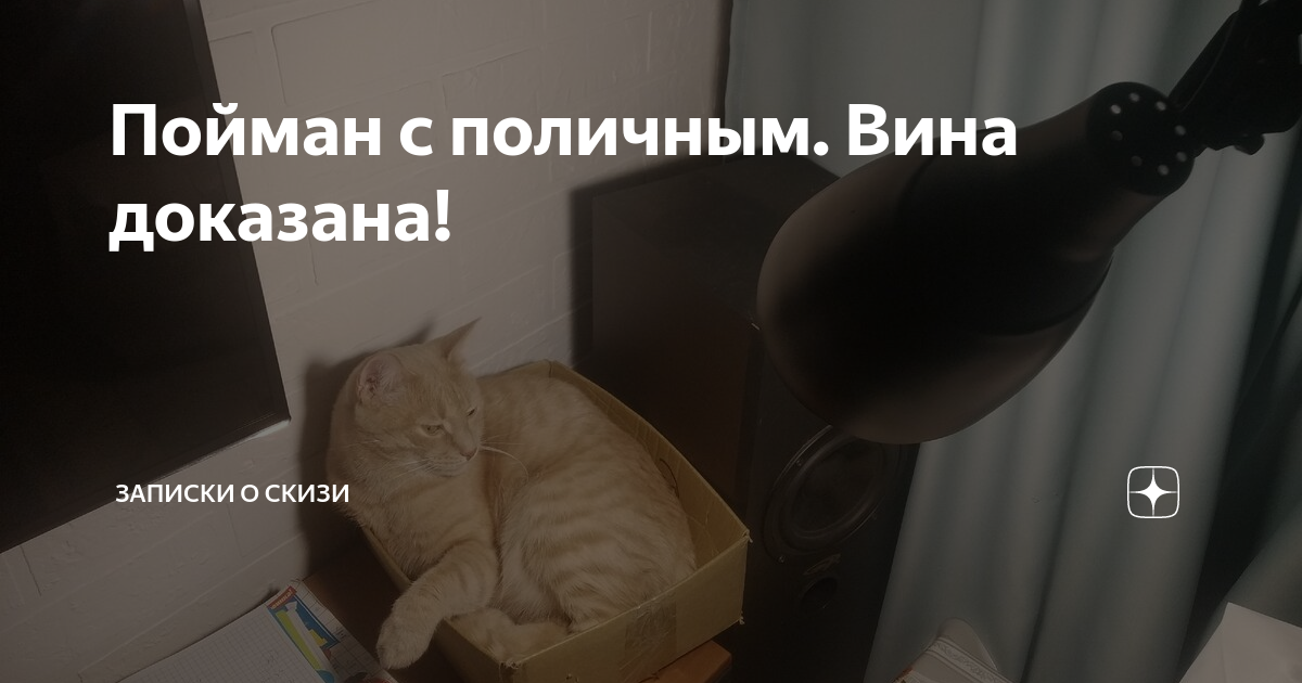 Скизи мазанкин кот дзен. Кот Скизи. Скизи дзен. Скизи Мазанкин кот. Записки про кота Скизи.