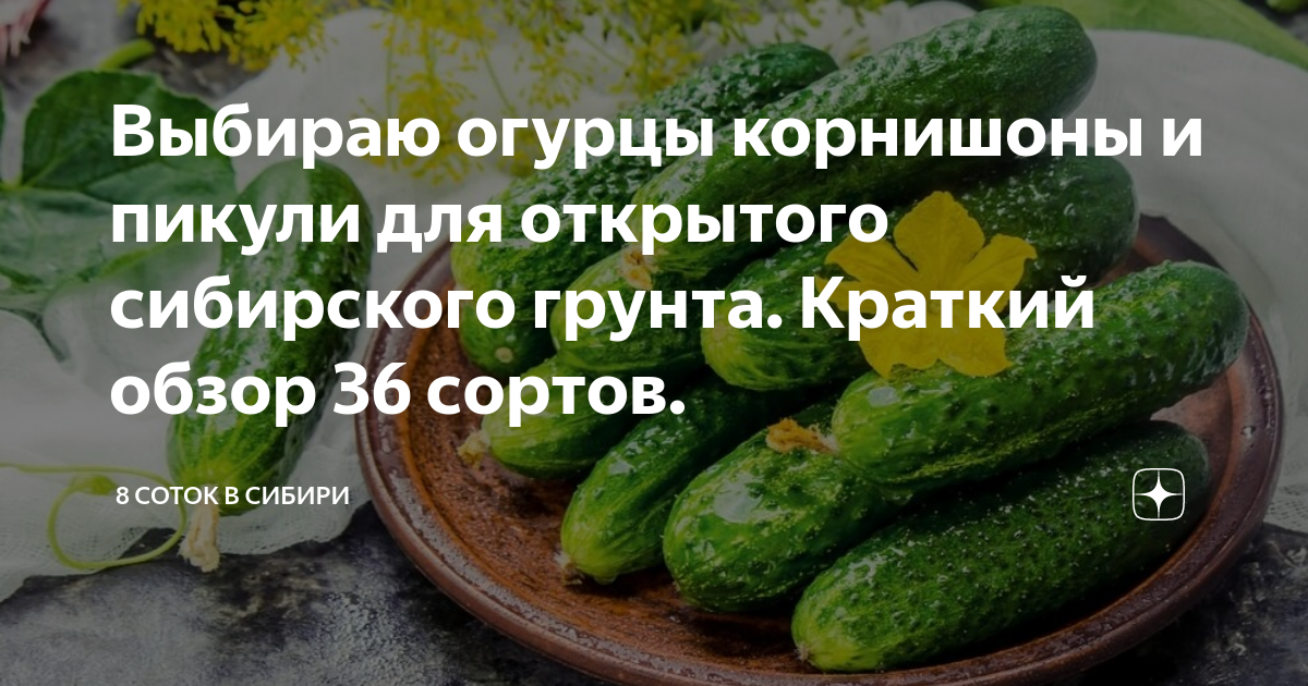 Огурцы для открытого грунта в Сибири лучшие сорта.