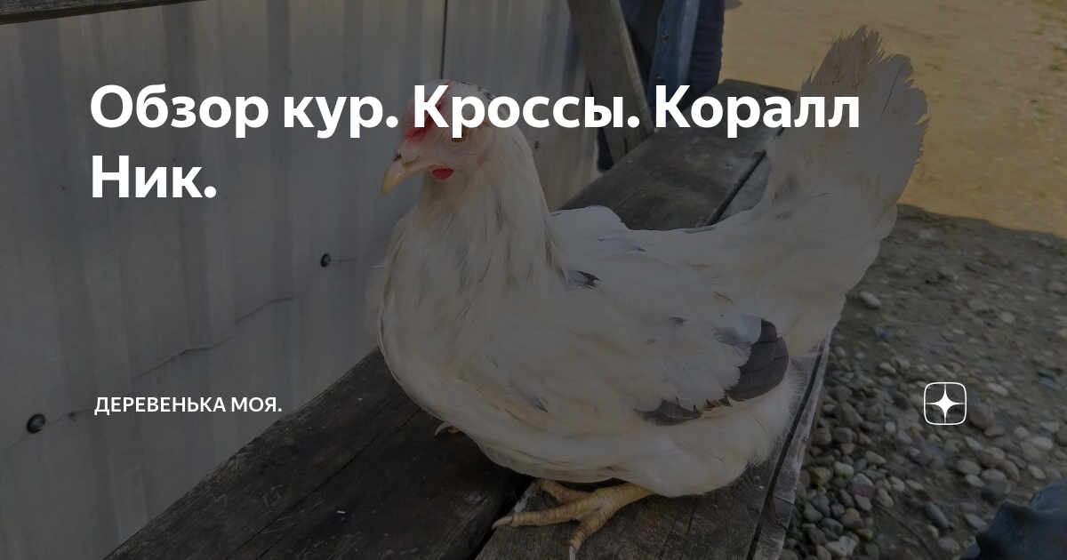 Куры Коралл: описание породы, фото, отзывы, разведение и уход