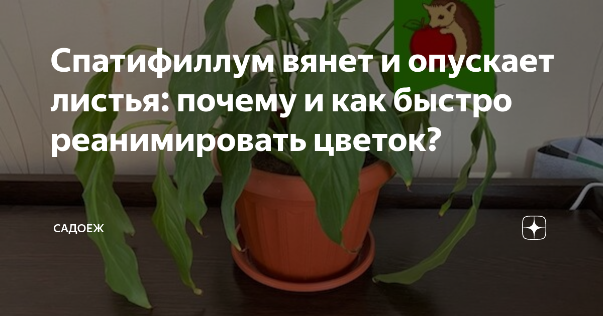 Почему листья женского счастья опустились. Как реанимировать цветок женское счастье. Цветок опустил листья. Спатифиллум замерз и опустил листья что делать. Опустились листья у цветка.