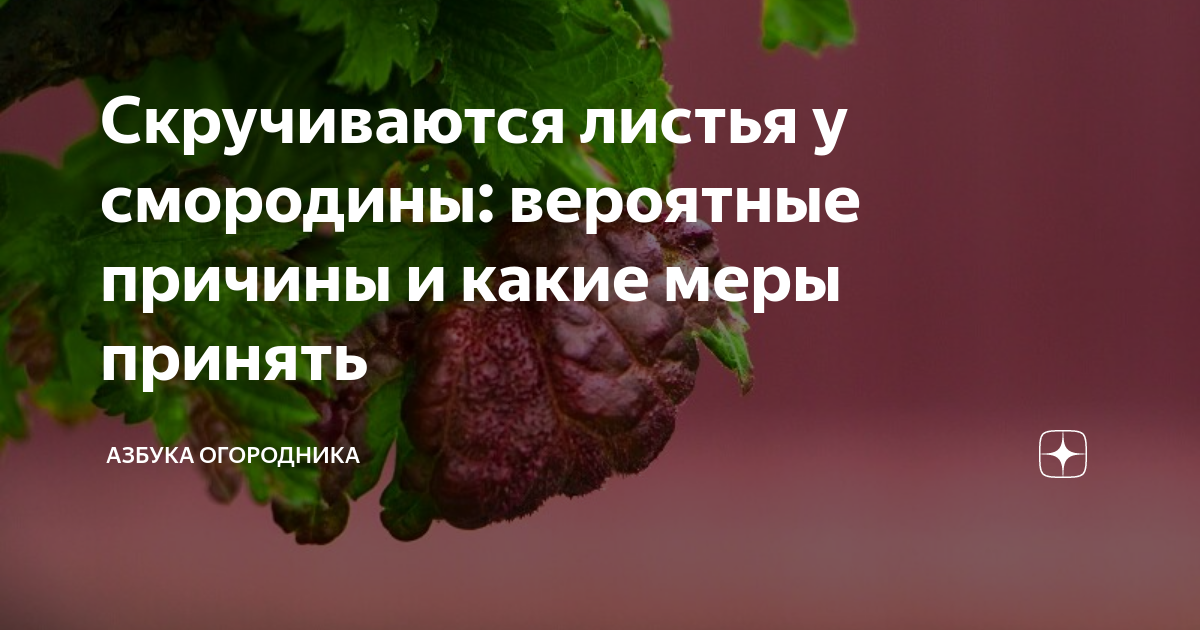 Обработка смородины весной: способы и рекомендации весенней обработки от болезней и вредителей