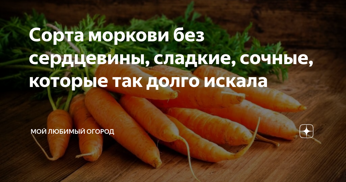 Сорта моркови без сердцевины сочные сладкие