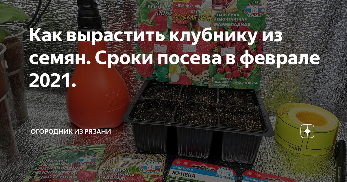 Огородник из Рязани. Посев семян земляники на рассаду в феврале. Огородник из Рязани дзен. Сроки посадки семян клубники на рассаду.