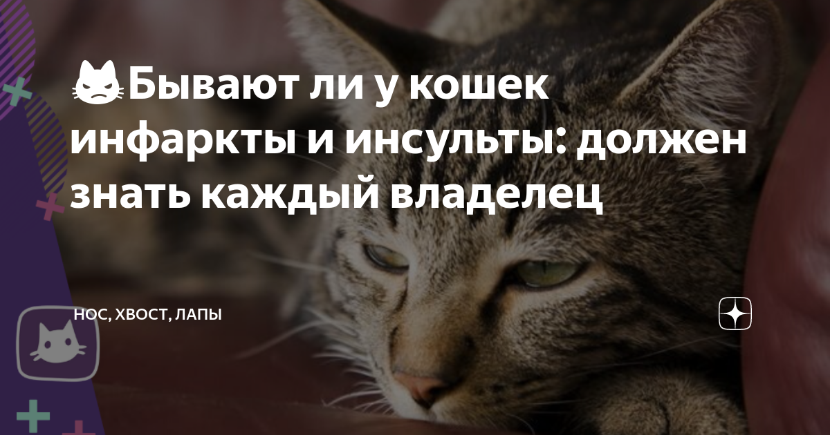 Как выглядит сердечный приступ у кота Инфаркт миокарда рисунок