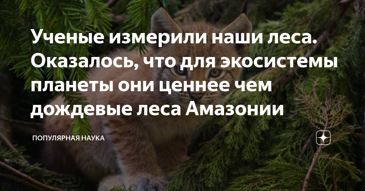 Ученые измерили наши леса. Оказалось, что для экосистемы планеты они ...