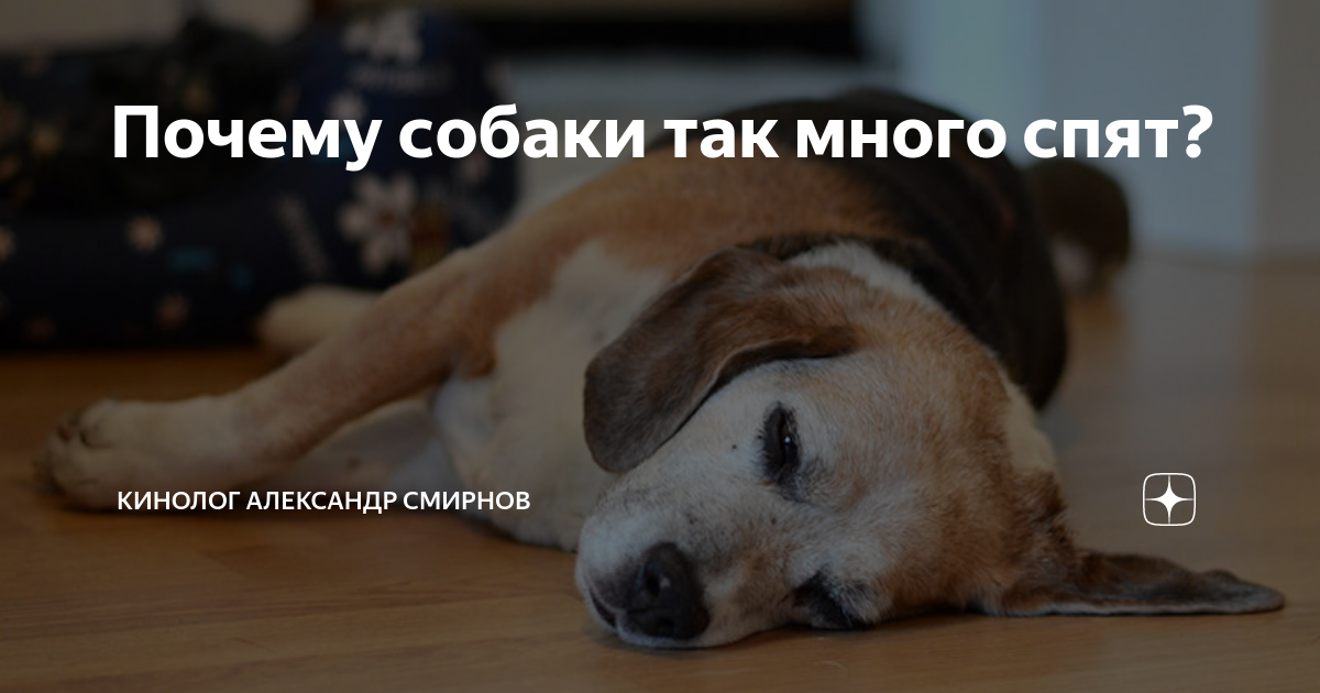 Собака спит. Почему собаки много спят. Кровать для собаки. Почему собаки много спят. Щенок спит.