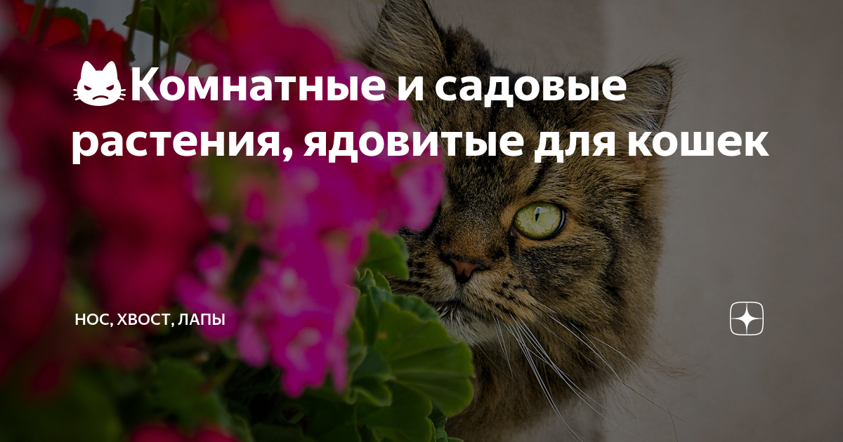 😾Комнатные и садовые растения, ядовитые для кошек | Нос, хвост, лапы | Дзен