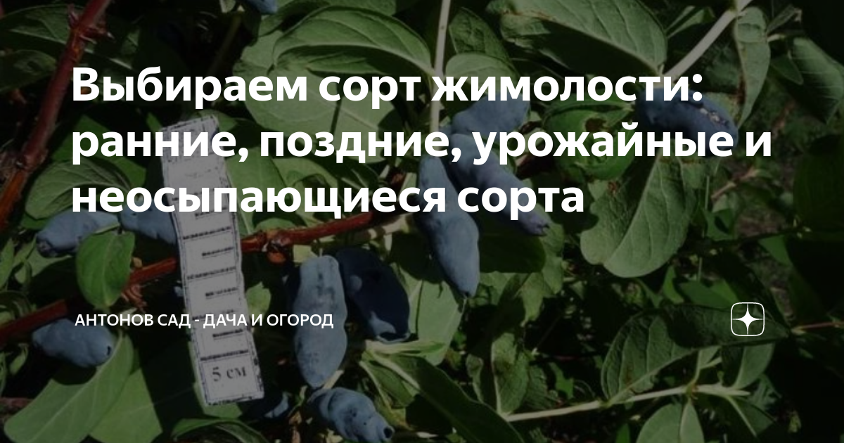 Выбираем сорт жимолости: ранние, поздние, урожайные и неосыпающиеся ...