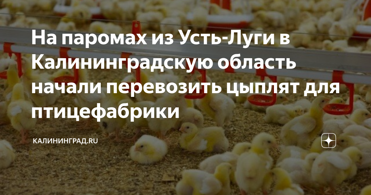 На паромах из Усть-Луги в Калининградскую область начали перевозить ...