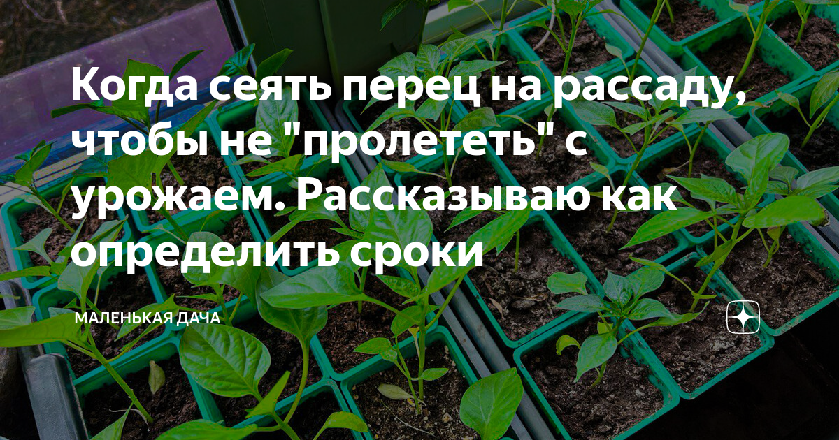 Когда сеять перец на рассаду, чтобы не "пролететь" с урожаем ...