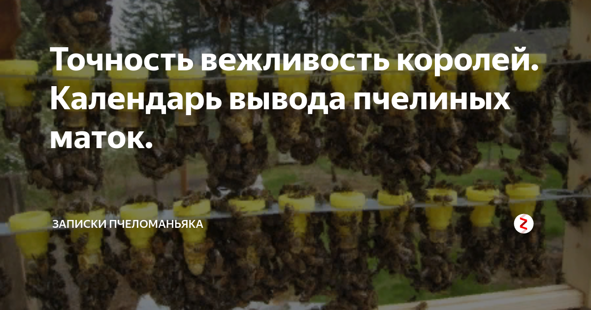 Точность вежливость королей. Календарь вывода пчелиных маток. | Записки ...