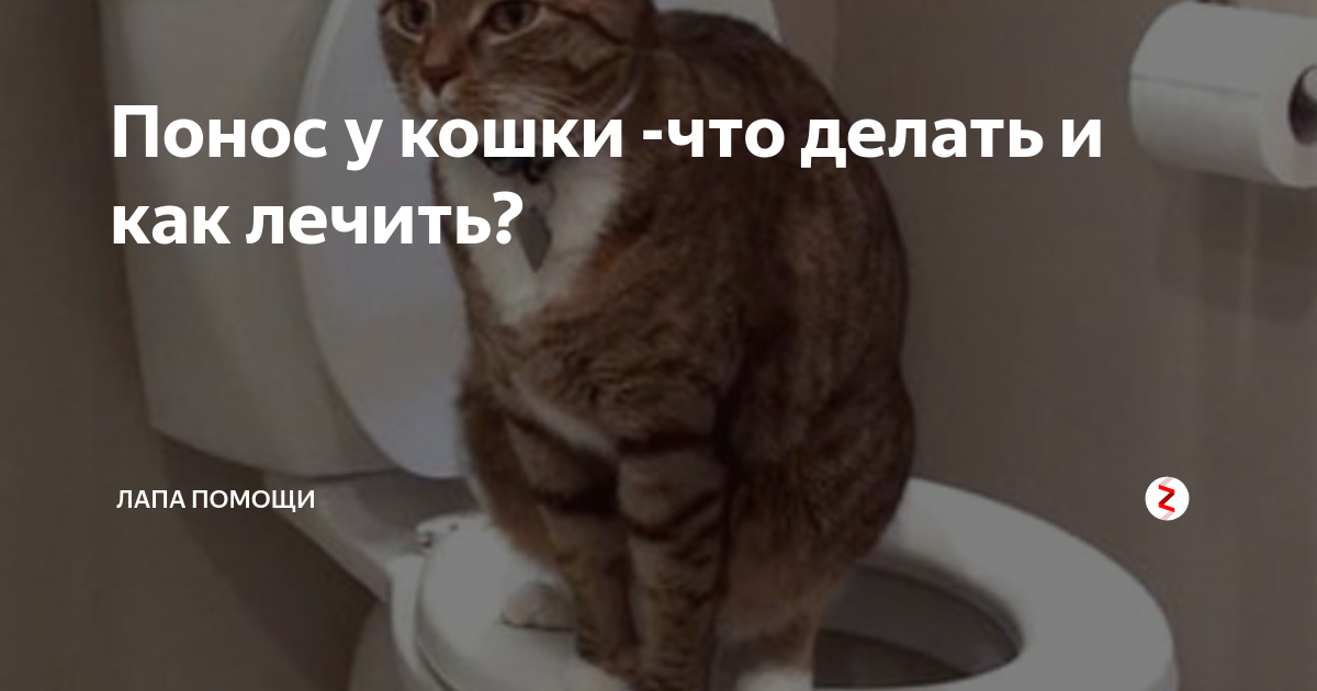 Котенок поносит желтой кашей