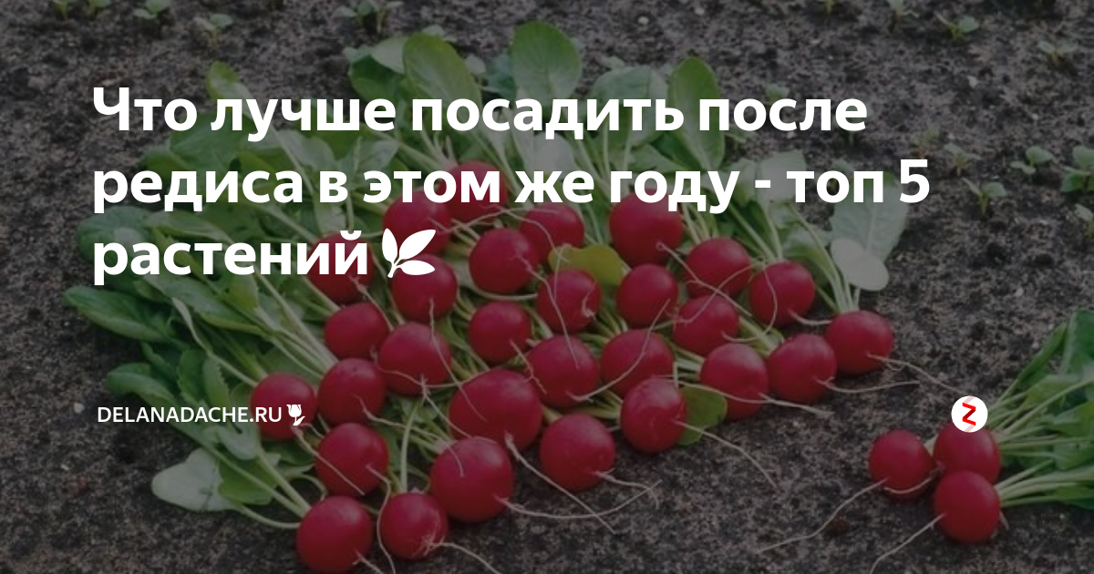 Редис расстояние. После редиски. после чего сажать редис. что можно сажать после редиса. что посадить после редиса.