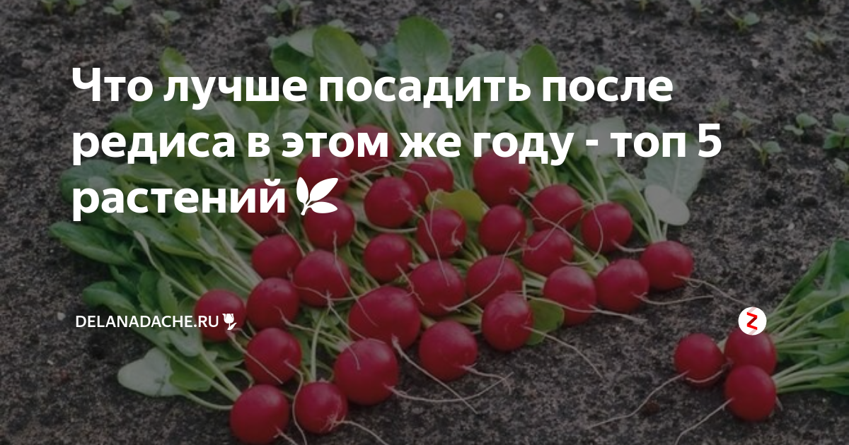 Что можно посадить после редиски. После чего сажать редис. После чего сабить редис. Что садят после редиса. Что сажать после редиса.