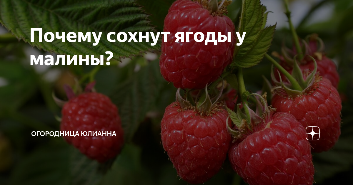 Почему сохнут и гниют ягоды малины