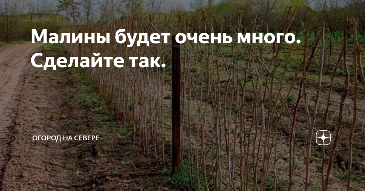 Малины будет очень много. Сделайте так. | Огород на севере | Дзен
