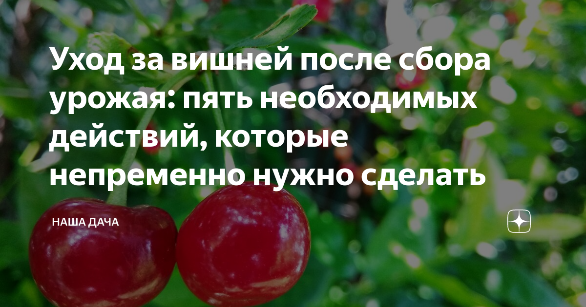 Что делать с вишней после сбора урожая: 5 важных рекомендаций