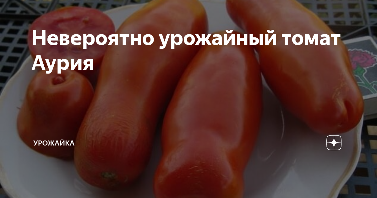 Невероятно урожайный томат Аурия | Урожайка | Дзен