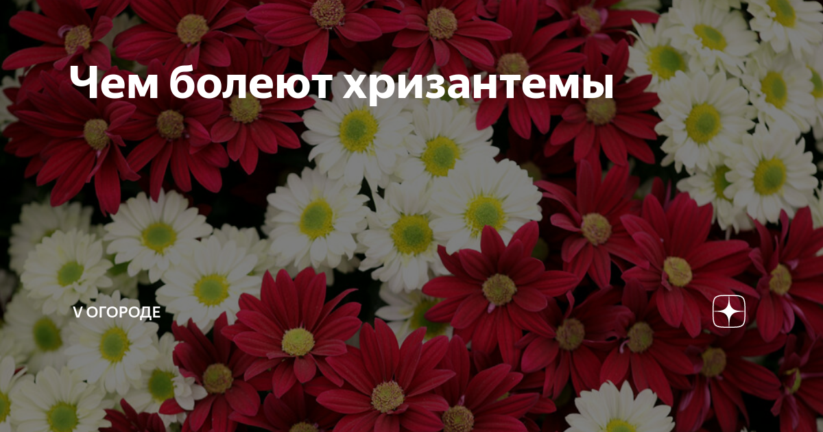 Болезни хризантемы: страдания золотого цветка | птс-займ35.рф | Ваши 6 соток