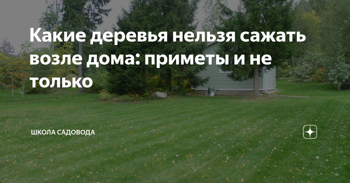 Приметы деревьев у дома. Какие деревья нельзя сажать возле дома. Деревья возле дома приметы. Приметы деревья на участке. Какие деревья нельзя сажать дома