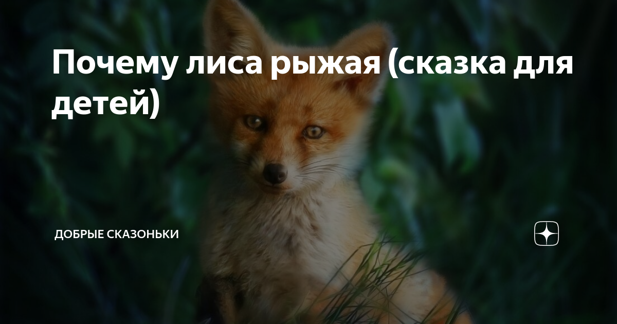 Почему лиса почему а. Почему лиса гавкает. почему лисы фыркают. рыжая из сказки. почему лиса проявляет дружелюбие.