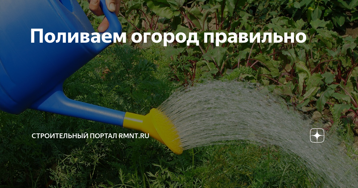 Поливать холодной водой. Полив земляники шланг. Полив огорода шлангом. Полив томатов. Чистая дождевая вода.