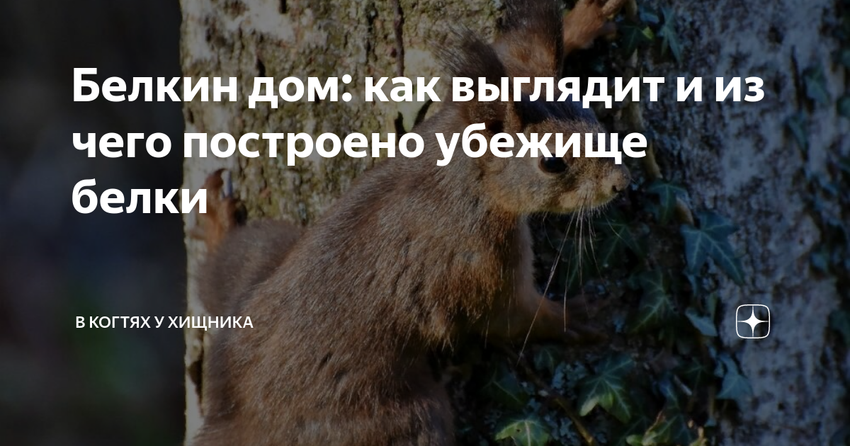 Белкин дом: как выглядит и из чего построено убежище белки | В когтях у ...