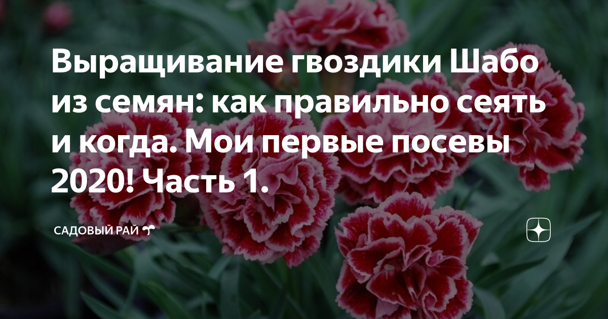 Выращивание рассады гвоздики шабо. Гвоздика Шабо сорта. Гвоздика Садовая Шабо Лион. Гвоздика Шабо семена.