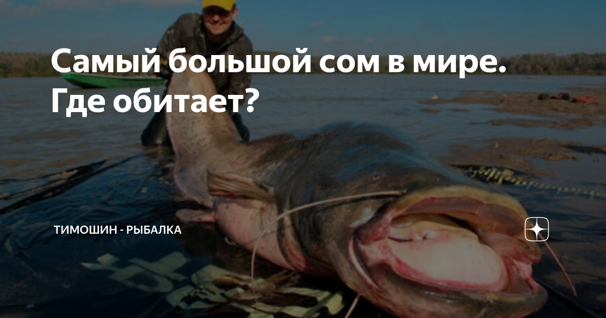 Самый большой сом в мире. Где обитает? | Тимошин Рыбалка | Дзен