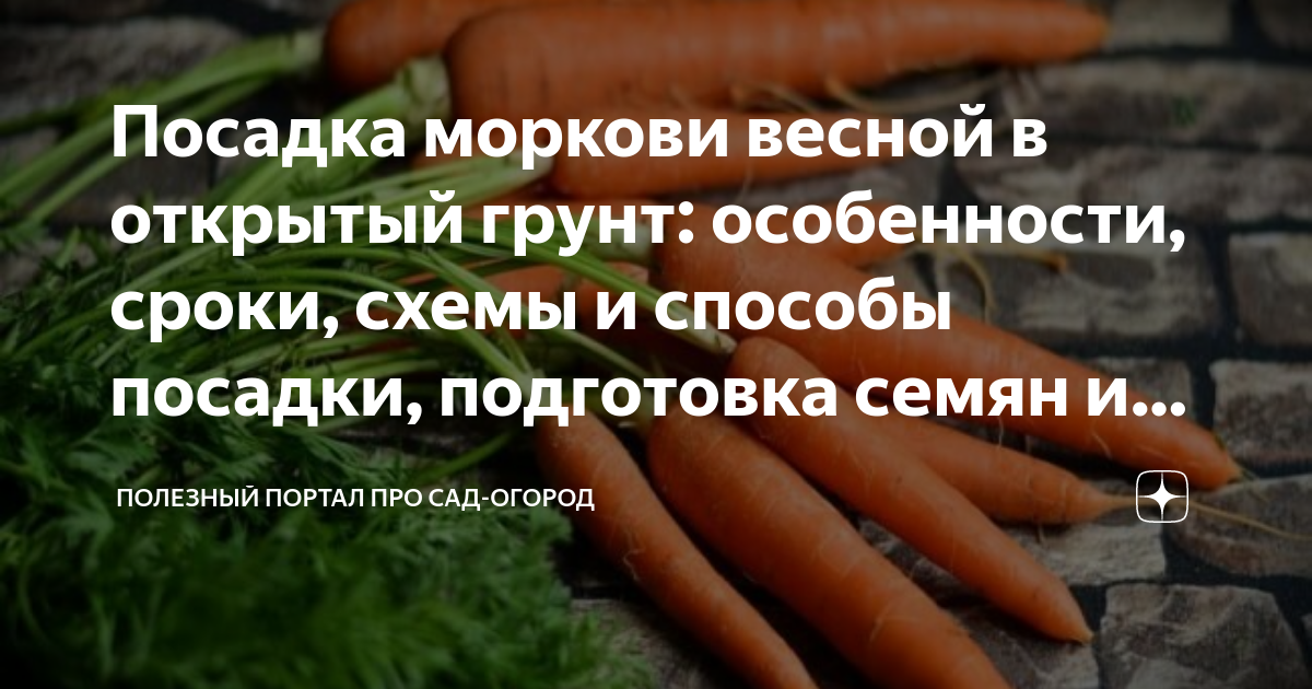 Посадка моркови весной в открытый грунт: особенности, сроки, схемы и ...